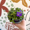 Aubrieta gracilis 'Glacier Blue' - Rock Cress - British Grown Evergreen Perennial Alpine - Sprouts of Bristol