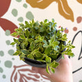 Aubrieta 'Silberrand' - Rock Cress - British Grown Evergreen Perennial Alpine - Sprouts of Bristol