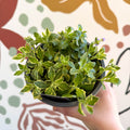 Aubrieta 'Silberrand' - Rock Cress - British Grown Evergreen Perennial Alpine - Sprouts of Bristol
