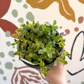 Aubrieta 'Silberrand' - Rock Cress - British Grown Evergreen Perennial Alpine - Sprouts of Bristol