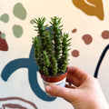 Austrocylindropuntia subulata – Eve's Needle Cactus - Sprouts of Bristol