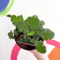 Avens - Geum 'Double Blazing Sunset' - British Grown Herbaceous Perennial - Sprouts of Bristol