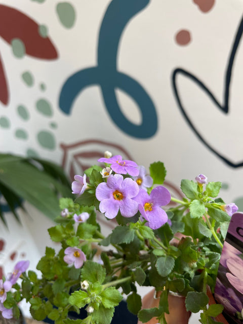 Bacopa 'Cabana Jumbo Blue' - British Grown - Sprouts of Bristol