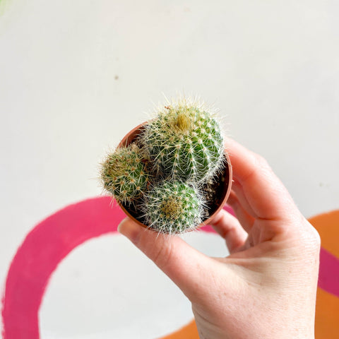Balloon Cactus - Notocactus warasii - Sprouts of Bristol