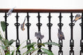 Bats Sewn Garland - Sprouts of Bristol