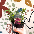 Beard Tongue - Penstemon 'Harlequin Violet' - British Grown Perennial - Sprouts of Bristol