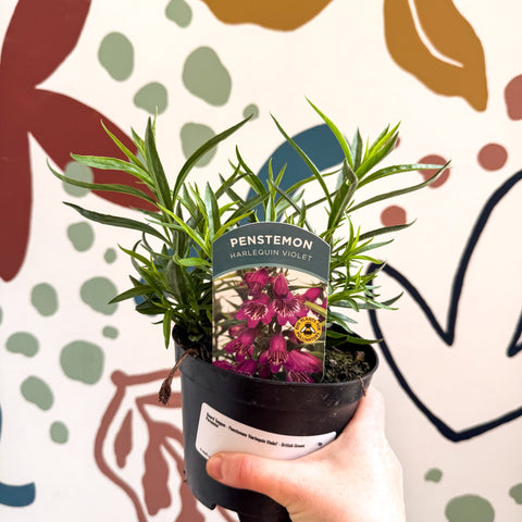 Beard Tongue - Penstemon 'Harlequin Violet' - British Grown Perennial - Sprouts of Bristol