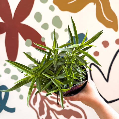 Beard Tongue - Penstemon 'Harlequin Violet' - British Grown Perennial - Sprouts of Bristol