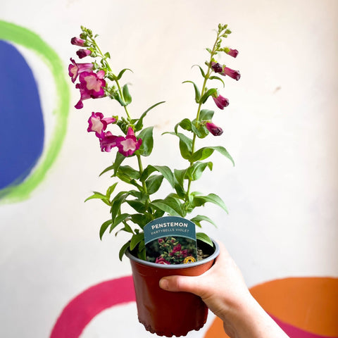Beard Tongue - Penstemon 'Partybells Violet' - British Grown Perennial - Sprouts of Bristol