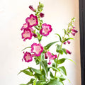 Beard Tongue - Penstemon 'Partybells Violet' - British Grown Perennial - Sprouts of Bristol