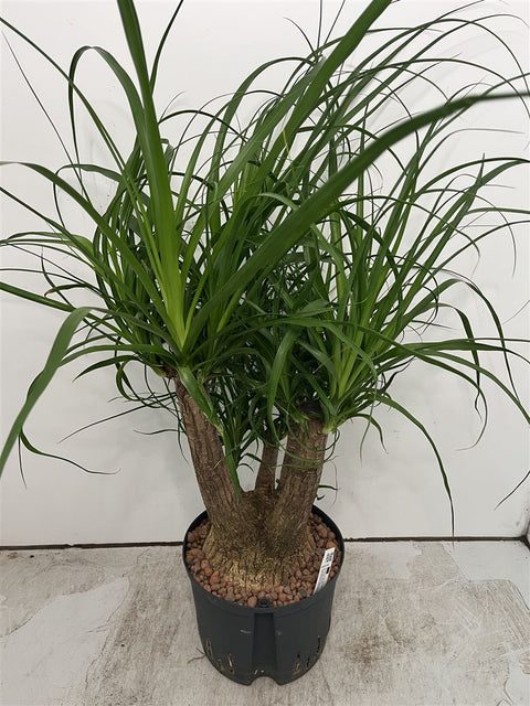 Beaucarnea recurvata - Ponytail Palm - Sprouts of Bristol