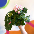 Bedding Geranium - Pelargonium interspecific ‘Bunny Strawberry Ice’ - Sprouts of Bristol