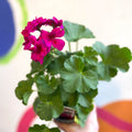 Bedding Geranium - Pelargonium interspecific ‘Calliope Violet’ - Sprouts of Bristol
