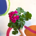 Bedding Geranium - Pelargonium interspecific ‘Calliope Violet’ - Sprouts of Bristol