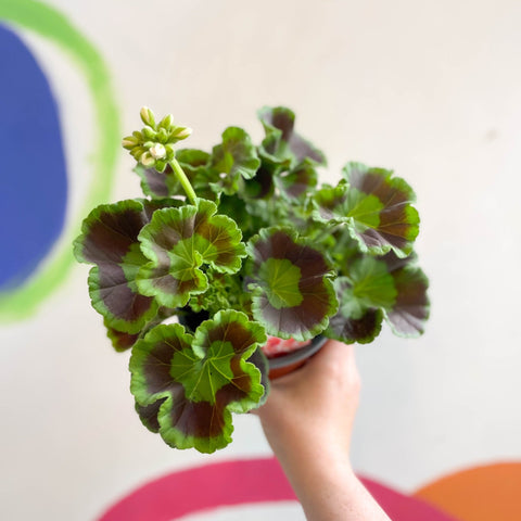 Bedding Geranium - Pelargonium interspecific ‘Smart Lenja Salmon’ - Sprouts of Bristol