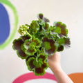 Bedding Geranium - Pelargonium interspecific ‘Smart Lenja Salmon’ - Sprouts of Bristol