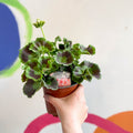Bedding Geranium - Pelargonium interspecific ‘Smart Lenja Salmon’ - Sprouts of Bristol