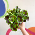 Bedding Geranium - Pelargonium interspecific ‘Smart Lenja Salmon’ - Sprouts of Bristol
