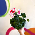 Bedding Geranium - Pelargonium interspecific ‘Tango White Splash’ - Sprouts of Bristol