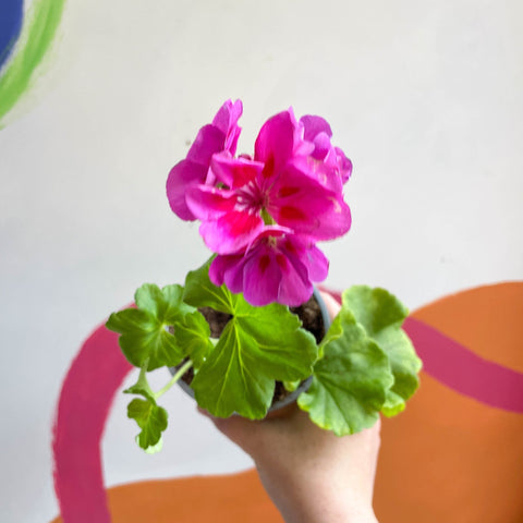 Bedding Geranium - Pelargonium zonale 'Cerise' - Sprouts of Bristol