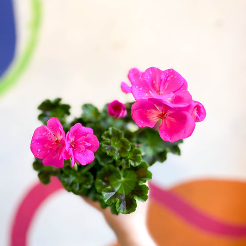 Bedding Geranium - Pelargonium zonale 'Trend Lilac' - British Grown - Sprouts of Bristol
