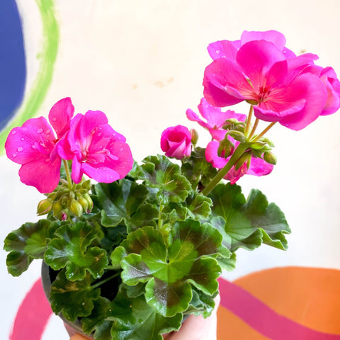 Bedding Geranium - Pelargonium zonale 'Trend Lilac' - British Grown - Sprouts of Bristol