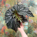 Begonia ‘Aiai’ – Rex Begonia - Sprouts of Bristol