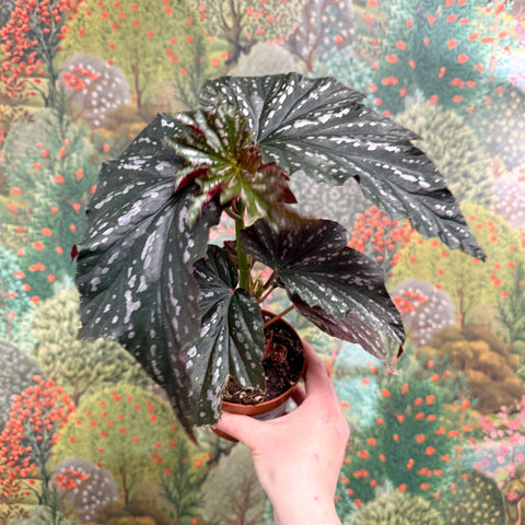 Begonia ‘Aiai’ – Rex Begonia - Sprouts of Bristol