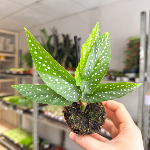 Begonia albopicta – Angel Wing Begonia - Sprouts of Bristol