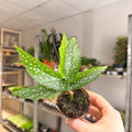 Begonia albopicta – Angel Wing Begonia - Sprouts of Bristol