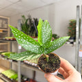 Begonia albopicta – Angel Wing Begonia - Sprouts of Bristol
