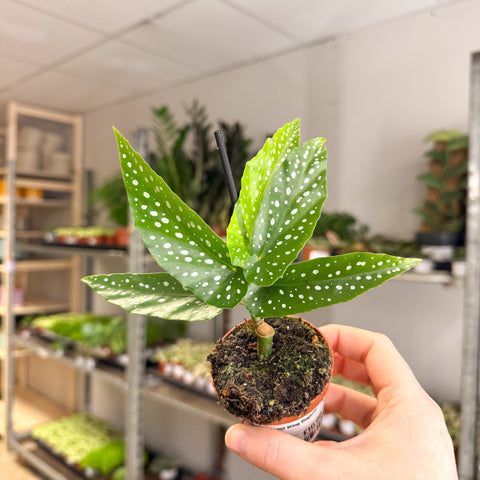 Begonia albopicta – Angel Wing Begonia - Sprouts of Bristol