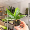 Begonia albopicta – Angel Wing Begonia - Sprouts of Bristol