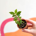 Begonia albopicta 'Rosea' - Welsh Grown - Sprouts of Bristol