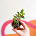 Begonia albopicta 'Rosea' - Welsh Grown - Sprouts of Bristol