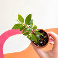 Begonia albopicta 'Rosea' - Welsh Grown - Sprouts of Bristol
