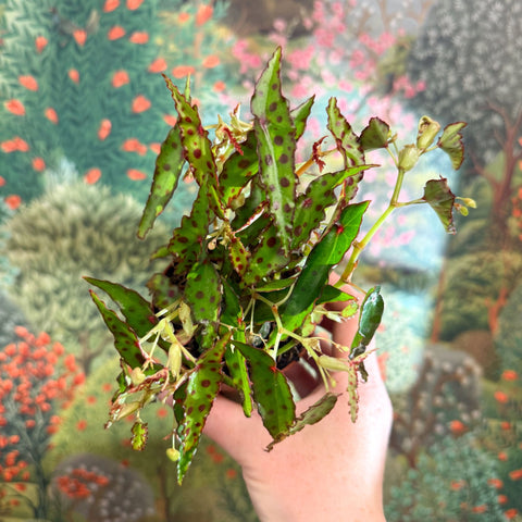 Begonia amphioxus - Sprouts of Bristol