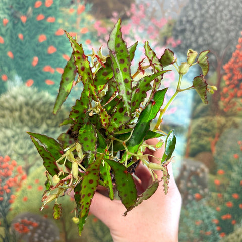 Begonia amphioxus - Sprouts of Bristol