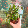 Begonia amphioxus - Sprouts of Bristol