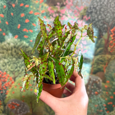 Begonia amphioxus - Sprouts of Bristol