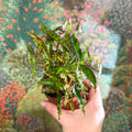Begonia amphioxus - Sprouts of Bristol