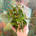 Begonia amphioxus - Sprouts of Bristol