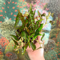 Begonia amphioxus - Sprouts of Bristol