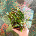Begonia amphioxus - Sprouts of Bristol