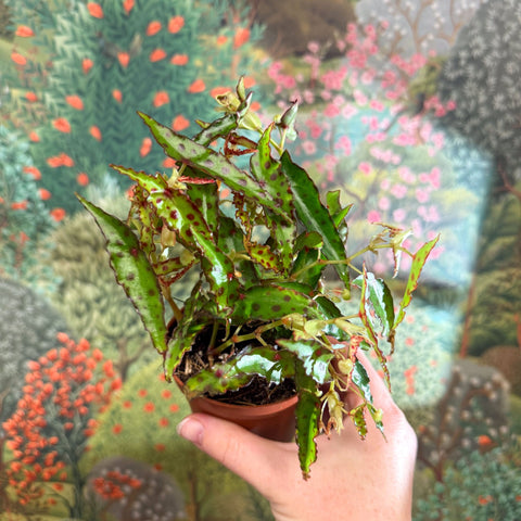 Begonia amphioxus - Sprouts of Bristol
