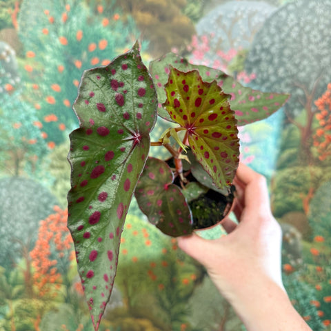 Begonia amphioxus x malachosticta - Sprouts of Bristol