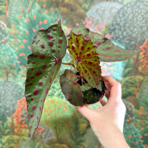 Begonia amphioxus x malachosticta - Sprouts of Bristol