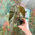 Begonia amphioxus x malachosticta - Sprouts of Bristol