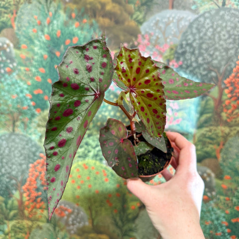 Begonia amphioxus x malachosticta - Sprouts of Bristol