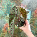 Begonia amphioxus x malachosticta - Sprouts of Bristol